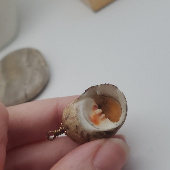 Pirates treasure authentic conch seashell shell‎ necklace pendant - Picture 3 of 3